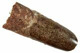 Bargain, Fossil Sauropod Dinosaur (Titanosaur) Tooth - Morocco #267269-1